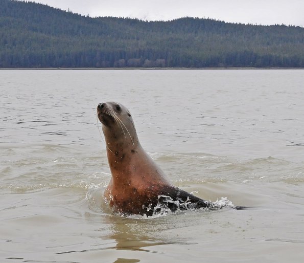 Steller's sea lion, looking Berner's Bay